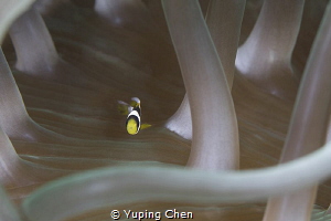 Just a little fish/Anemonefish/Anilao,Philippine/Canon 5D... by Yuping Chen 